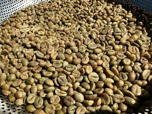 คุณภาพสูง 100% เวียดนาม ROBUSTA/อาราบิก้าเมล็ดกาแฟ SCR 13,16,18 CLEAN/เปียก POLISH - WS +84969732947 - Product Image 2