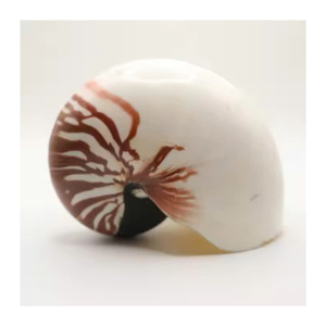 Nautilus vietnamien Shell pour un décor nautique raffiné et des arrangements d'affichage de collectionneurs uniques - Product Image 1