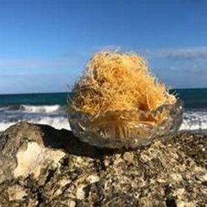 Mousse de mer séchée de haute qualité au meilleur prix avec emballage OEM du Vietnam - Product Image 6