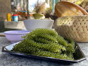 Algues naturelles bon marché avec un prix compétitif Meilleures ventes Déshydrater Seagrape | Caviar vert séché Caulerpa Lentillifera OEM. - Product Image 5