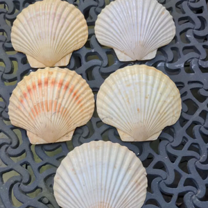 Número uno de calidad, conchas marinas y conchas de caracol en Vietnam, vieiras marinas blancas, bonitas conchas marinas para Decoración - Product Image 2