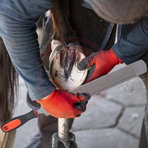 Horses Farrier Hoof Tool Kit \ PROFESSIONAL 6 Piece Horse Shoe Farrier Hoof Nipper and Tester Grooming Tool - Product Image 4