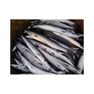 Vente en gros de poisson barracuda frais congelé de première qualité à prix imbattable - Product Image 6
