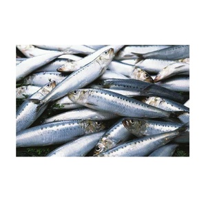 Suministro de Sardinas Congeladas Enteras Redondas de Tamaño Pequeño - Product Image 3