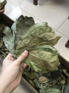 EN QUANTITÉ VRAC FEUILLES DE SOURSOL SÉCHÉES DE HAUTE QUALITÉ THÉ SOURSOP LEAF DÉTOX DU VIETNAM BLEU LOTUS MS AMELIA + 84 855014447 - Product Image 5