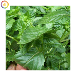 ใบเจลลี่หญ้าแห้งจากเวียดนามส่วนผสมจากธรรมชาติสำหรับทำเยลลี่แบบดั้งเดิมและเครื่องดื่มเย็นในฤดูร้อน - Product Image 3