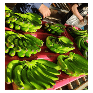 Nouvelle récolte 2024 - Cavendish banane-Prix de vente d'usine du Vietnam banane pour l'exportation de fruits frais de 99GD - Product Image 1
