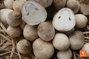 Peón de seta natural, Pajita natural, a granel, IQF, de Vietnam, listo para enviar, venta al por mayor - Product Image 6