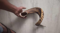 Shofar casher en corne de mouton biologique de qualité supérieure, corne naturelle polie, pour la fête de Rosh Hashanah, design personnalisé de haute qualité