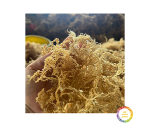 Premium <b>Dried</b> Seamoss Vietnam Wildcrafted Gold Irish Sea <b>Moss</b> Cottoni Seamoss Bulk Wholesale Supply - Product Image 3