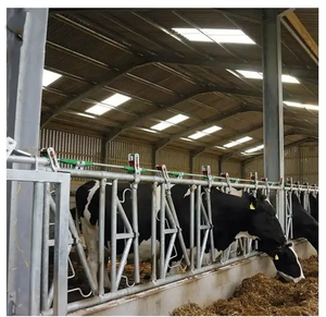 Hangar à structure en acier avec zone d'alimentation et ventilation sur le toit pour ferme laitière ou vache bovine - Product Image 1