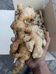 PRIX DE GROS DE RACINE DE GINGEMBRE FRAIS DE HAUTE QUALITÉ EMBALLÉ DANS UN CARTON DISPONIBLE AUPRÈS DE L'EXPORTATEUR DU VIETNAM - Product Image 6