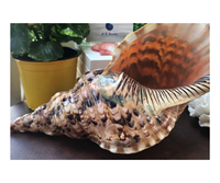 Queen grandes coquilles de trompette triton océan à collectionner grande taille grands coquillages vides naturels de la plage côtière du Vietnam
