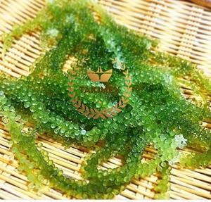<b>SEAWEED</b>/ SEAGRAPE DELICIOUS BEST QUALITY VIET NAM - Product Image 5