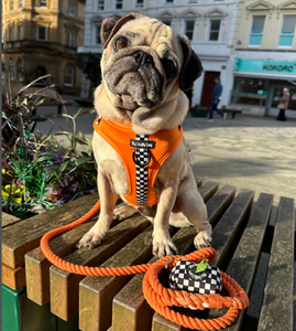 Stone Grey Organic Cotton Rope <b>Dog</b> <b>Leash</b> Pet Supplies Accessory Customized Colored Cotton Rope Handmade <b>Dog</b> <b>Leash</b> Pet <b>Leash</b> Set - Product Image 2