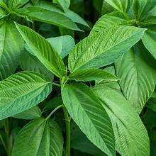 HOJAS DE YUTE CONGELADAS CON ALTA FIBRA PARA DIETAS DE ETIQUETAS LIMPIAS Y APOYO INMUNE NATURAL DE FUENTES VEGETALES - Product Image 6