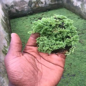 Grade Aliment pour Chiens Farine de Poisson pour Bovins Cheval Cochon Vache Oiseaux Poudre Séchée Azolla Son de Blé Timothy Ver de Foin Nourriture pour Lapin Baled - Product Image 1