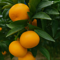[Bbungja Jeju Gyul Farm] Premium Koreaanse Cheonhyehyang Zoete Geurige Jeju Citrusvruchten Verse Mandarijn Uit Korea