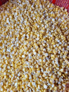 Maíz congelado de Vietnam | Blanco y amarillo Premium | IQF | Bulto | Batidos y uso alimentario - Product Image 3
