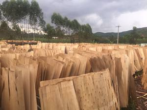 Chapa de madera de eucalipto barata al por mayor, de fábrica de corte rotativo Vietnam, diseño industrial, construcción, uso de chapa de núcleo de madera contrachapada - Product Image 3