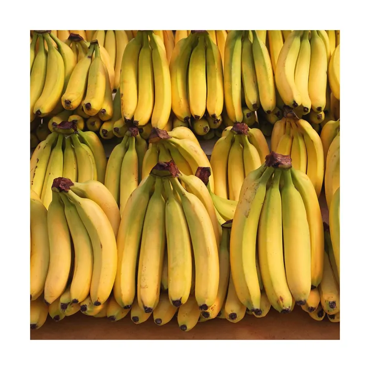 Organic Cultivation Type Tanachi Brand Name Sweet Taste Cavendish Banana