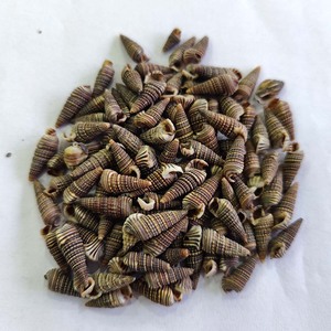 Batillaria zonalis เปลือกหอย/มหาสมุทรเก็บเกี่ยว/สำหรับงานฝีมือตกแต่งหรือเครื่องประดับ - Product Image 1