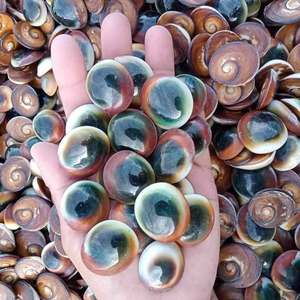 Artisanat naturel placage de coquille d'oeil de chat du Vietnam Technique polie élément décoratif de coquillage - Product Image 1