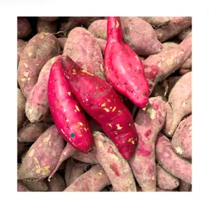 WHOLESALE BULK PRICE ORGANIC FROZEN SWEET POTATO - GOOD SALE NON-GMO SWEET POTATO BEST CULTIVATED IN VIETNAM FREE SAMPLE