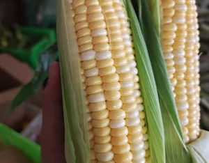 Maíz Amarillo de Exportación al por Mayor, Calidad Premium, Sin OMG, Granos Libres, Envío de 25 Toneladas para Ganado Vacuno, Avícola y Fabricantes Agrícolas - Product Image 5