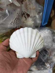 เปลือกหอยเชลล์ธรรมชาติขนาดใหญ่สำหรับตกแต่งชายฝั่งและงานฝีมือ - Product Image 1