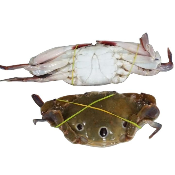 Замороженный три пятнистых краба хорошего качества из индийского происхождения