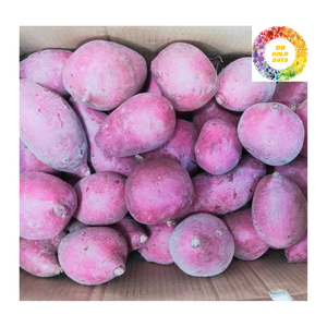 Patate douce violette réfrigérée du Vietnam pour le fournisseur en vrac de confiance de grande pureté de fournisseurs de services alimentaires - Product Image 1