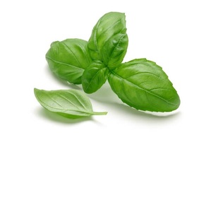 Aceite esencial de albahaca de primera calidad, extracto de hierbas, precio económico, cultivado en estado salvaje en la India, embalado en botella de plástico - Product Image 1