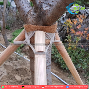 HOT PRODUCT Enjoy the Rustic Charm of Vietnamese <b>COIR</b> TAPE/PALM <b>MAT</b> Suitable for Homes in Search of Natural Materials - Product Image 4