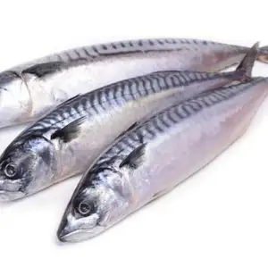Ikan Makarel Spanyol Beku Pasifik Spanyol Mackerel India Ikan Sale untuk Dijual