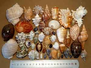 เปลือกหอยในปริมาณมากของเปลือกหอยตกแต่งในราคาที่ดีเหมาะมากสำหรับการตกแต่งและของขวัญ - Product Image 5