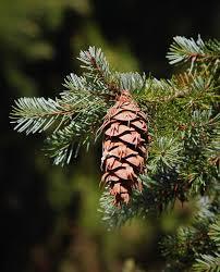 Flowers Pure Essential Oil Cosmetic Fresh Moisturizing Lightening Properties <b>Tea</b> Tree Peppermint Lavender Eucalyptus Orange Skin - Product Image 3