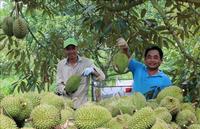 [Heet Heet Heet] Super Heerlijke Bevroren Durian Van Viet Delta/Ms. Oanh