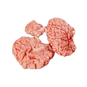 Suministro de fábrica al por mayor Cerebro de res Precio caliente - Product Image 3
