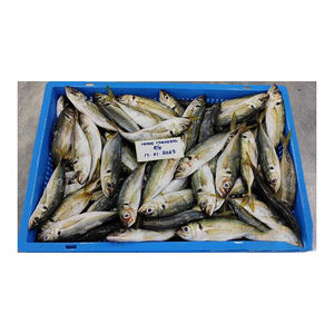 Venta al por Mayor de Caballa del Atlántico Congelada, Seca, Grado A, Libre de Grasas Trans, Calidad de Exportación - Product Image 5