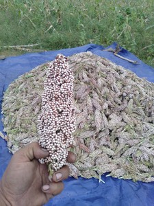 [HOT] Dried COIX <b>SEED</b>-High Grade Vietnam Origin Export Wholesale Best Price - Product Image 2