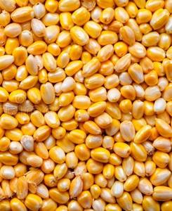 Semillas de Comino Enteras Orgánicas Certificadas de la India, Sin OMG, Producto Agrícola Natural, Especia para Cocinar y Sazonar - Product Image 1