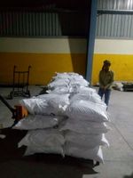 Biji Moringa Biji Moringa Oleifera Pemasok Produsen Apex International Dari Rajasthan dengan Umur Simpan 24 Bulan