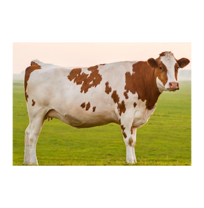 Ganado Vacuno Vivo: Crímenzas Angus, Hereford y Wagyu para Matanza y Cría, 300-500kg de Peso Vivo, Pedido al por Mayor - Product Image 2