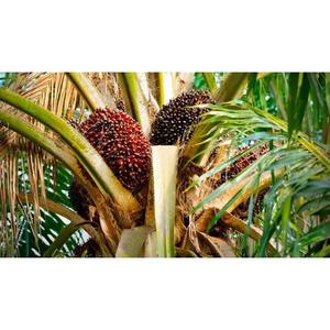 Huile de Palme Biologique en Gros à Prix Compétitif, Certifiée ISO, Qualité Supérieure, Pure à 100% Raffinée, Idéale pour la Cuisine Quotidienne, Qualité Premium - Product Image 2