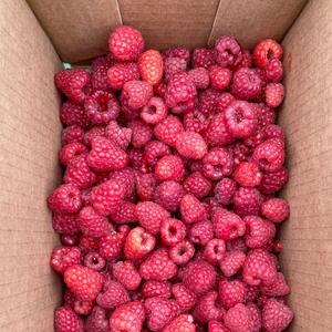 Frambuesas Rojas Frescas de Primera Clase para Exportación, Sin Semillas, Dulces, con Alto Contenido de Brix 10+, Venta al Por Mayor - Product Image 5