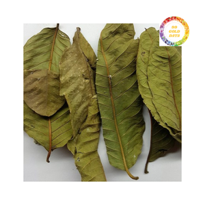 Hojas de guayaba secas de hoja pura Buena calidad Pedido a granel Precio bajo - Product Image 5