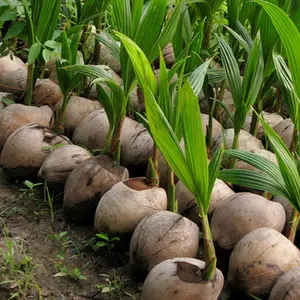 Commercio all'ingrosso albero di cocco germoglio di cocco frutta tropicale germogliato cocco dal Vietnam