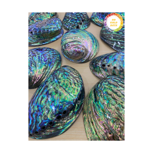 Concha de abulón natural de Vietnam Material de mar auténtico para diseño de joyería artesanal y distribución mayorista global - Product Image 4