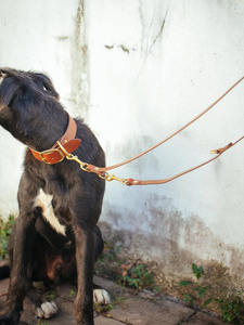 Training <b>Dog</b> <b>Leash</b> - Dark Brown - Product Image 6